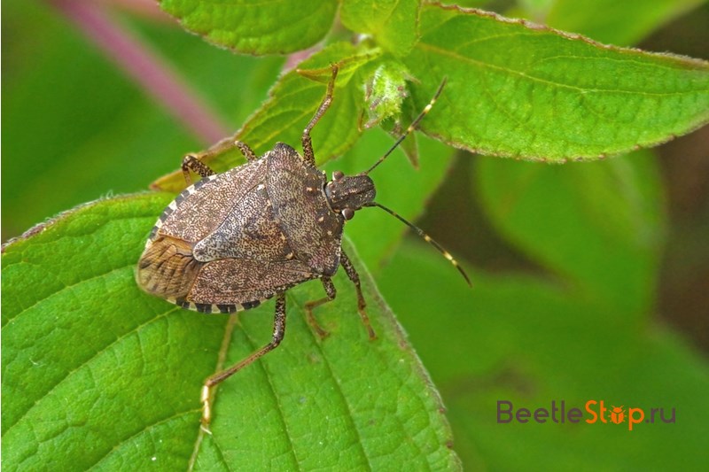 marble bug