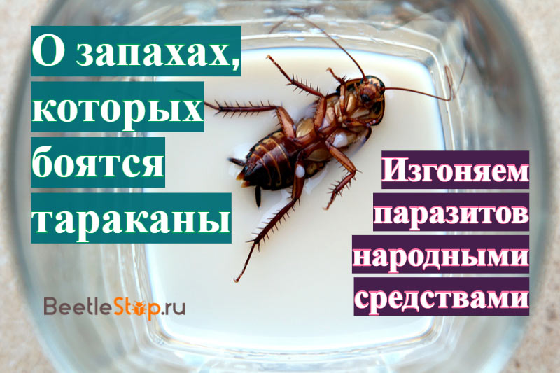 Чега се плаше жохари?