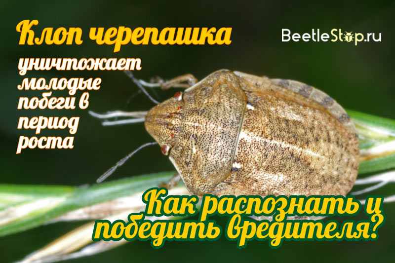 Bug klaidų