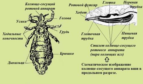 Estructura del paràsit