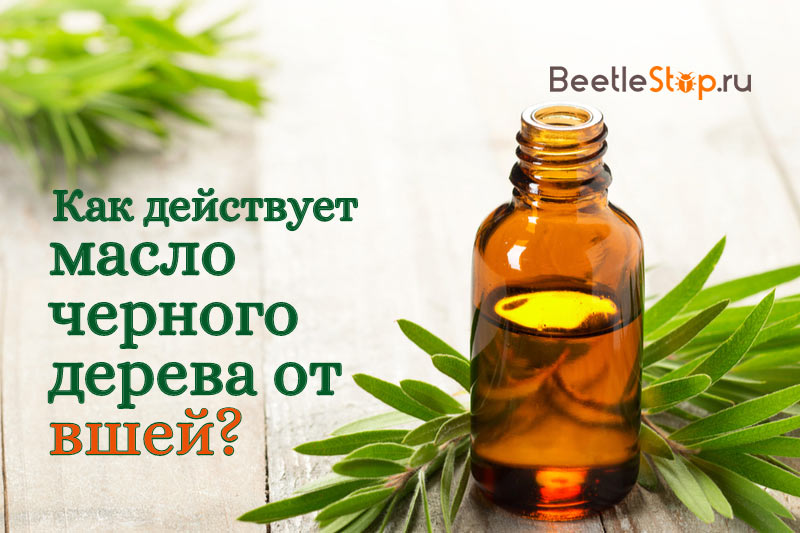 Aceite de árbol de té para piojos