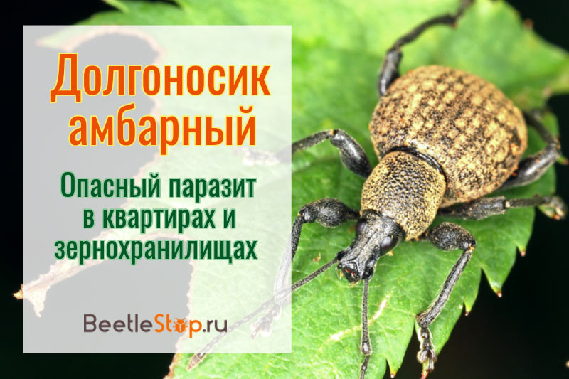 Weevil