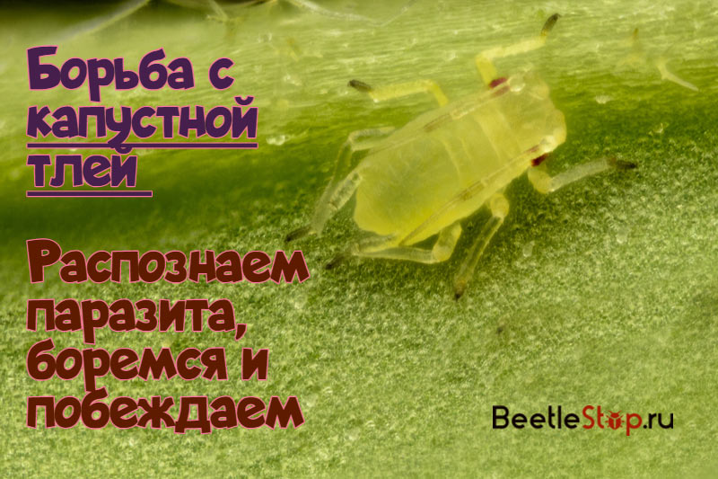 Kubis Aphid