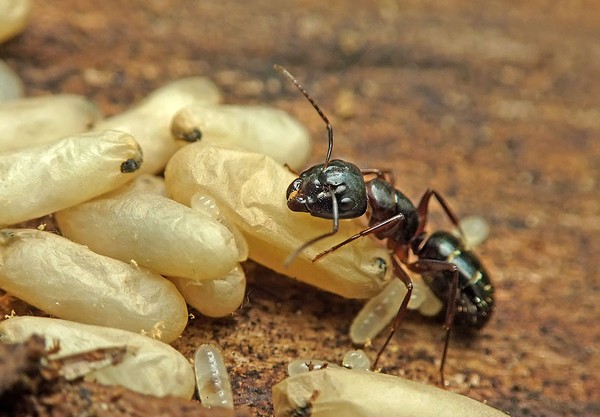 Insekto sa mas malapit na inspeksyon