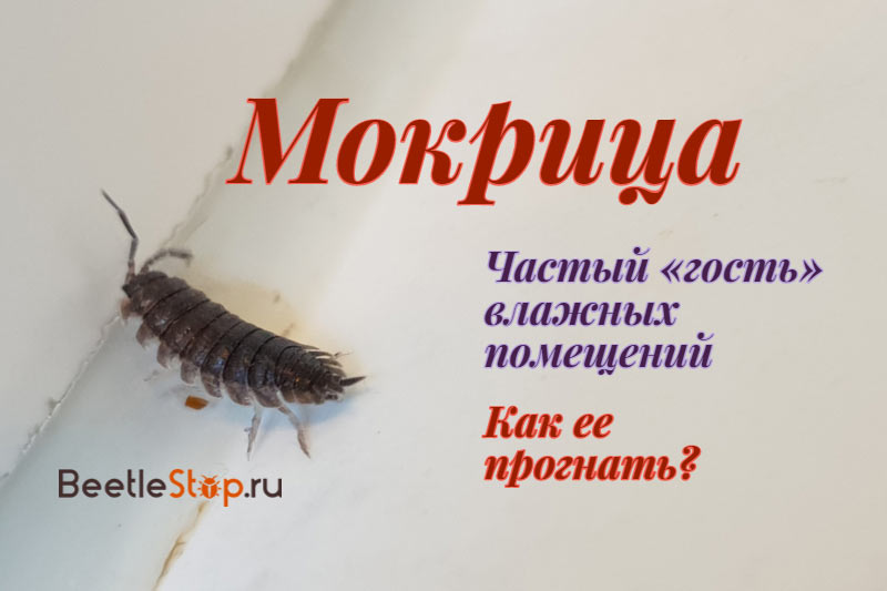 Мокритса