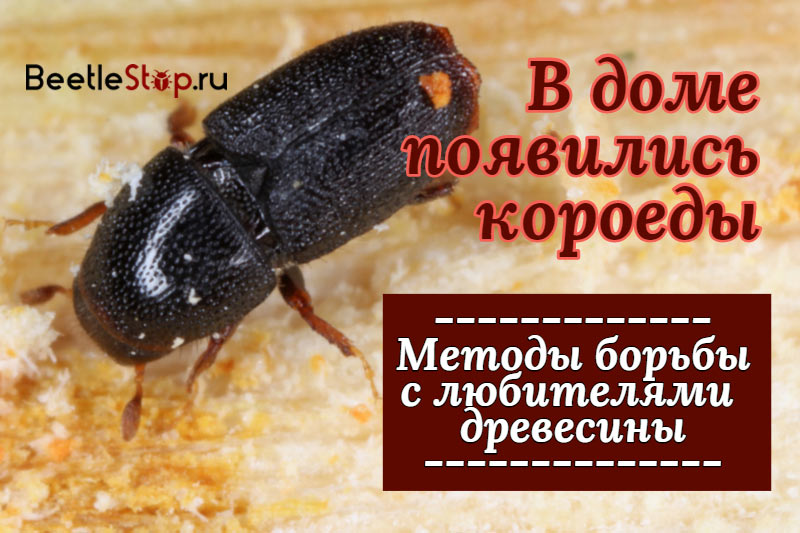 Bark beetle