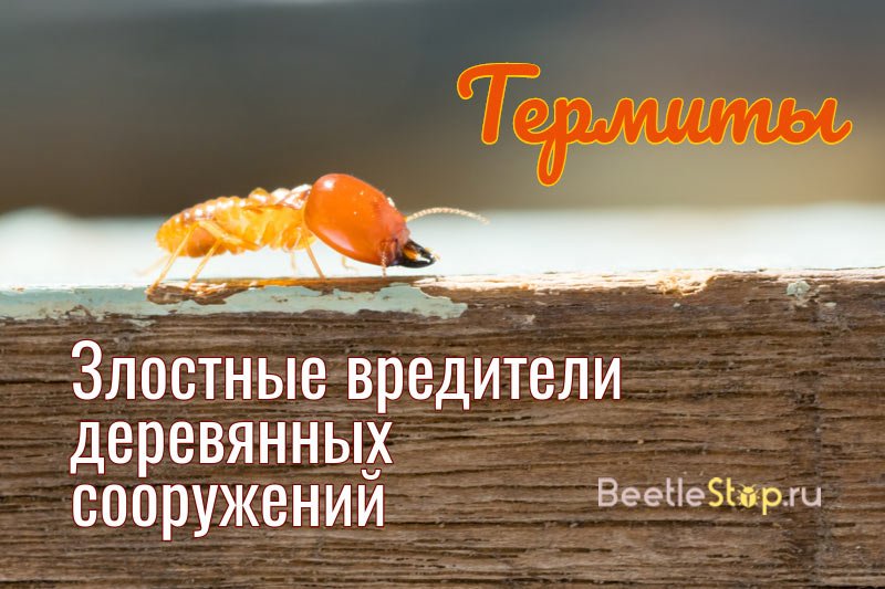 Termites