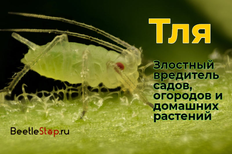 aphid