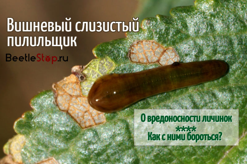 Larva uz lapas