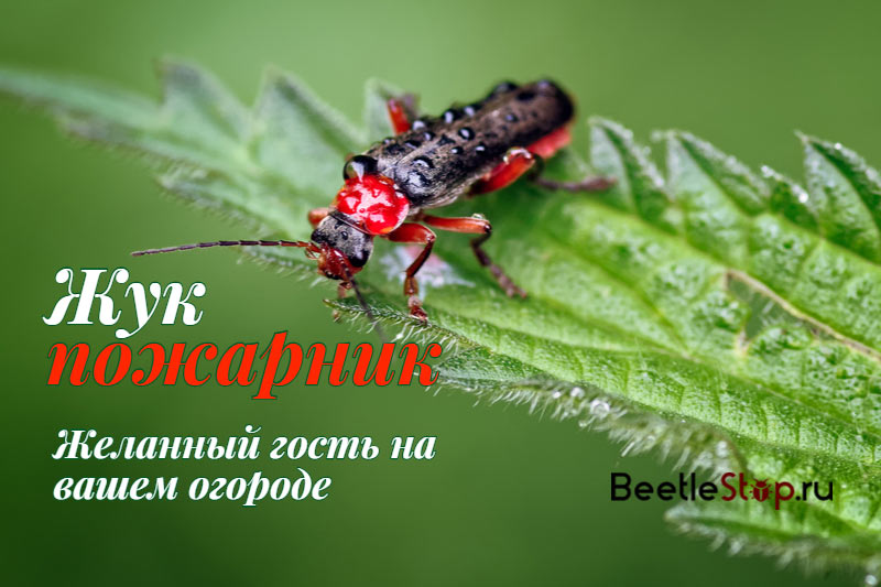 Beetle hasič na zelený list