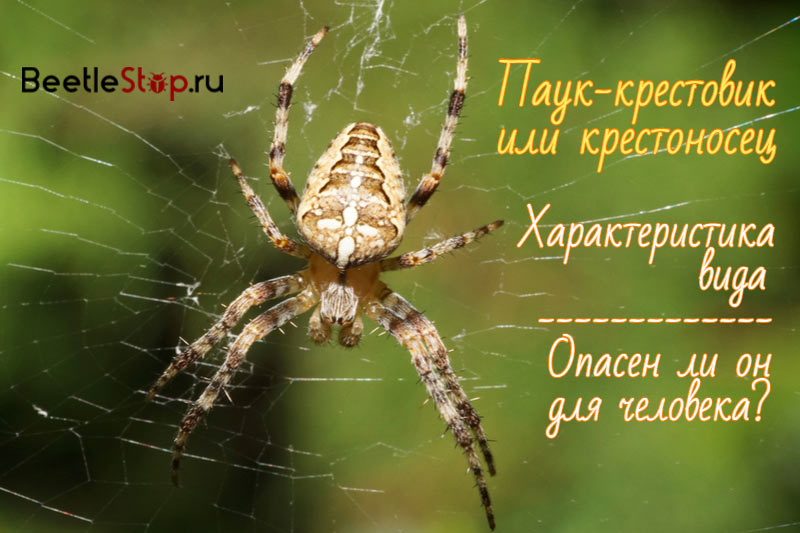 Mag-cross spider