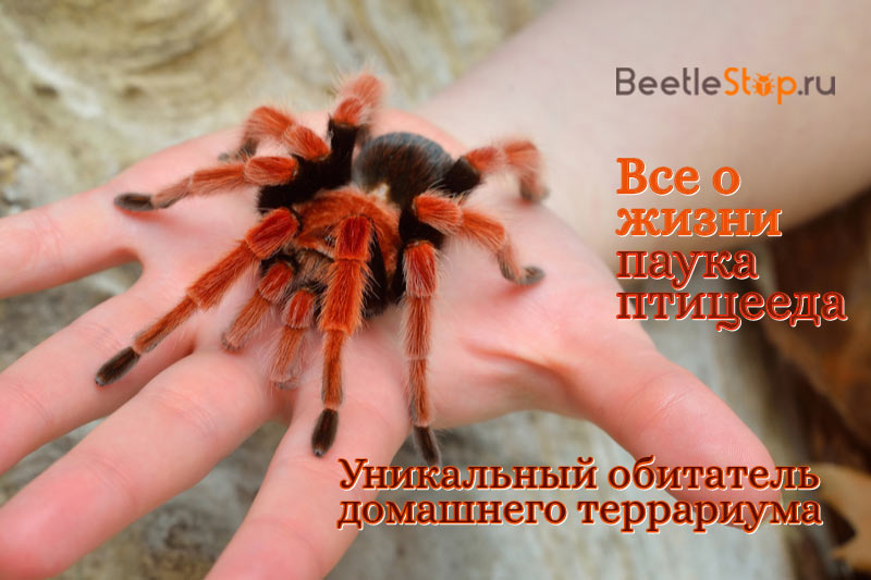 tarantula örümceği