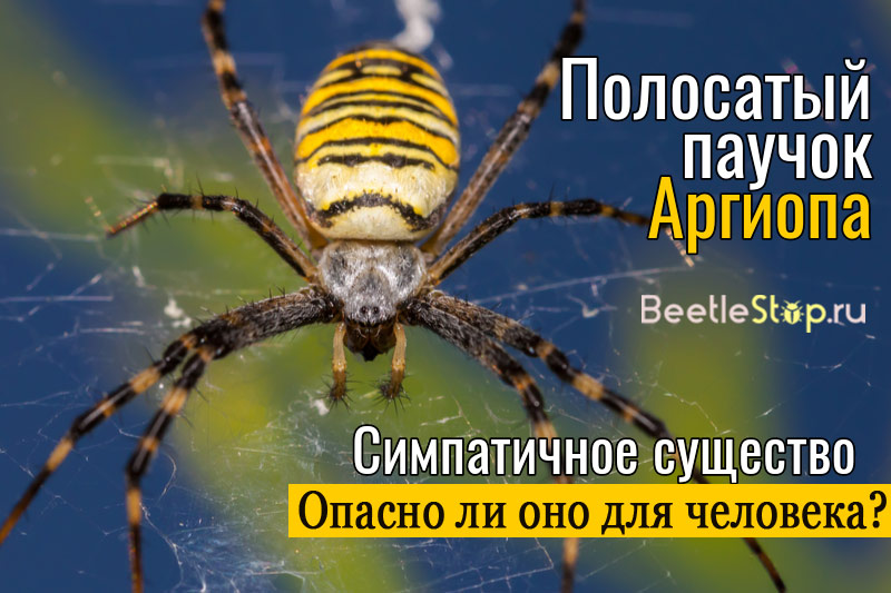 Yellow stripes spider