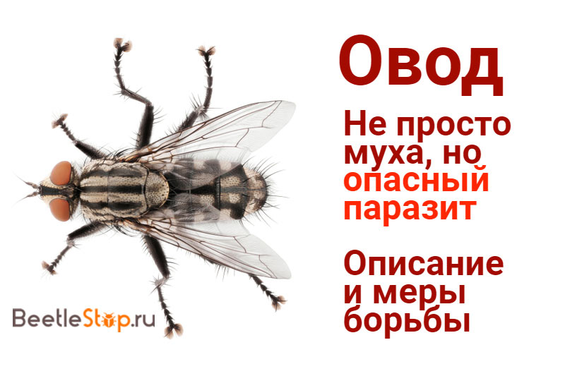 Insect gadfly