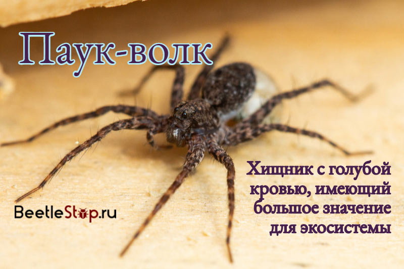 Wolf spider