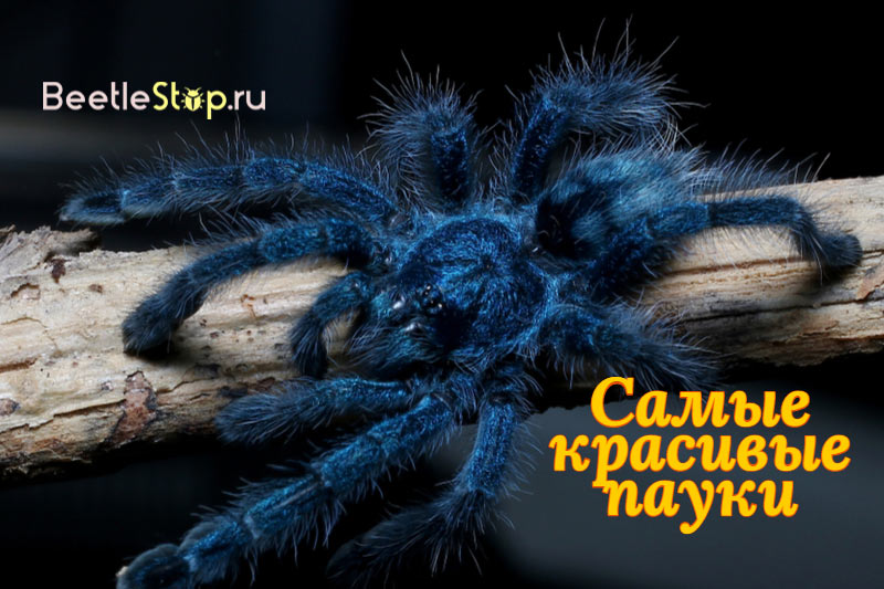 Blue spider