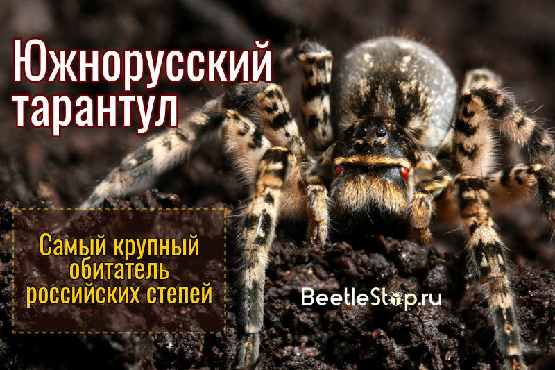 South Russian Tarantula