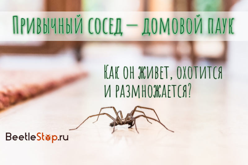 House spider