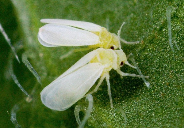 whitefly