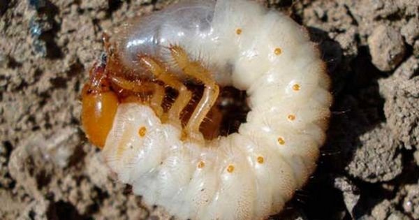 Larva de Maybug