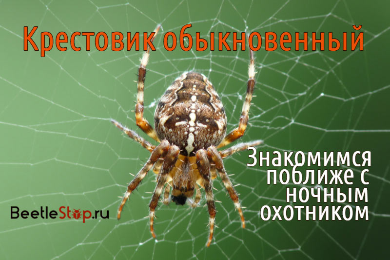 Araneus