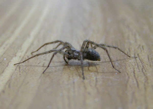 Araña de la casa