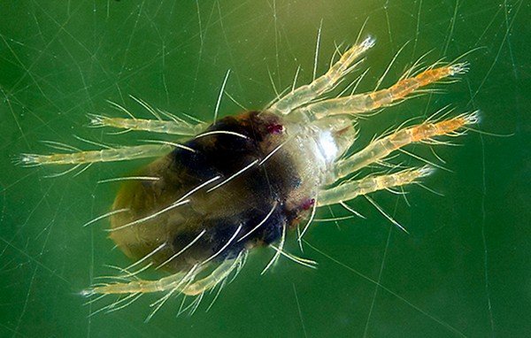 Un minuscule ravageur est à l'origine de gros problèmes dans le jardin