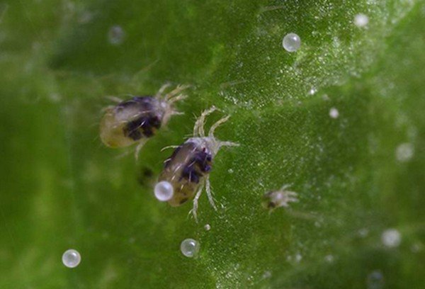 Pequeña plaga