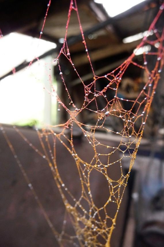 Spider Web