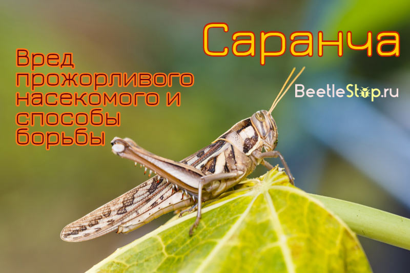 скакалец