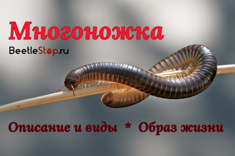 Millipede