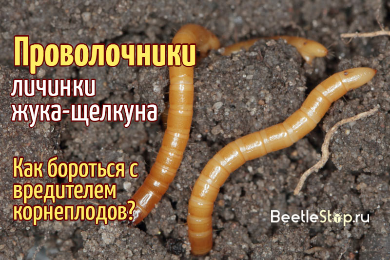 wireworms