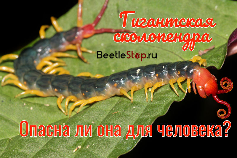 Dev scolopendra