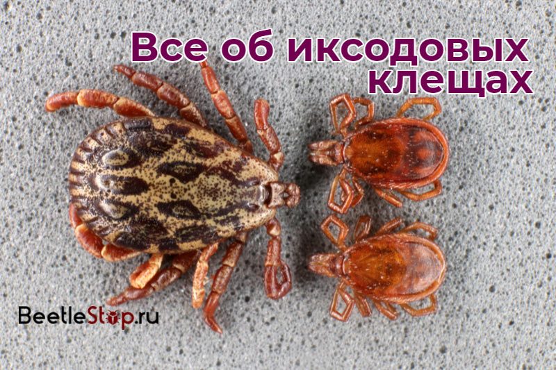 Иксодидни кърлежи