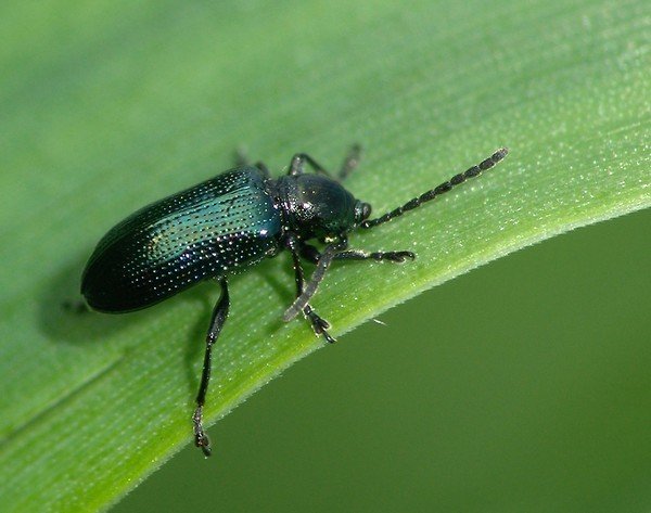 Rattle beetle