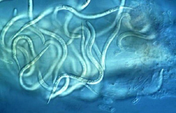 Nematodes