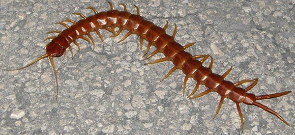 Scolopendra altemans