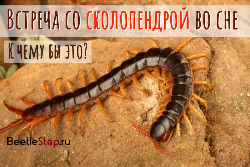 Scolopendra