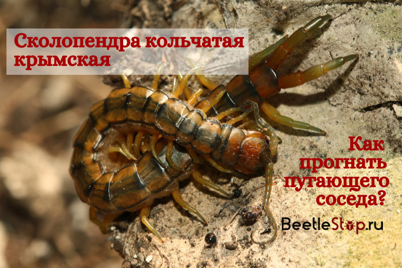 Scolopendra je zazvonila Krimom