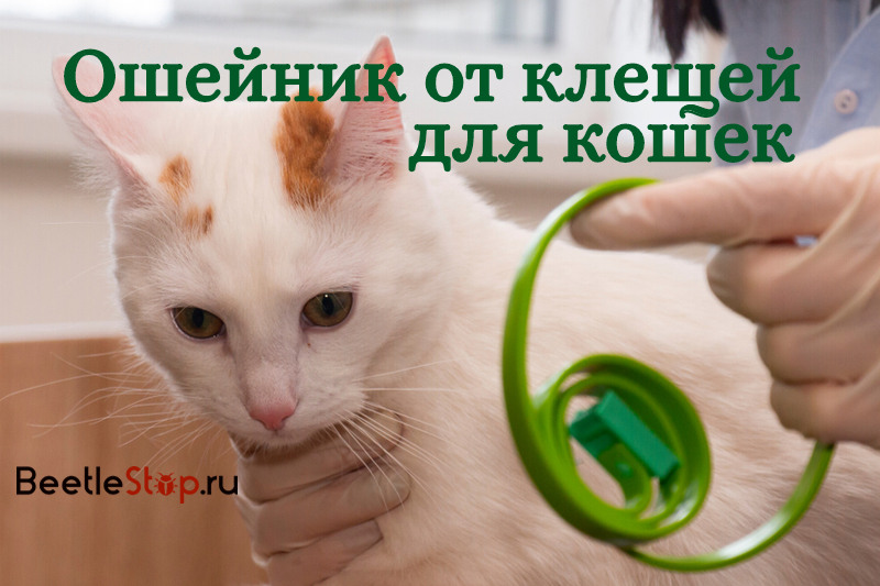 нашийник за котешки кърлежи