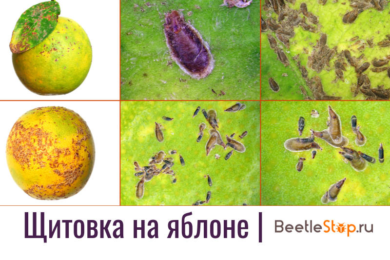 Shield on the apple tree