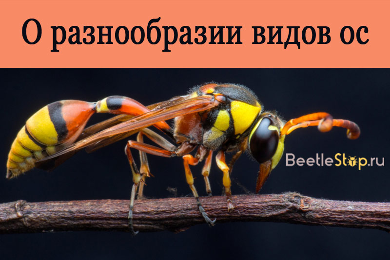 Types of wasps