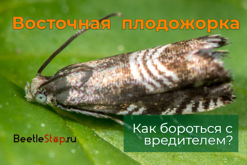 Eastern Codling Moth