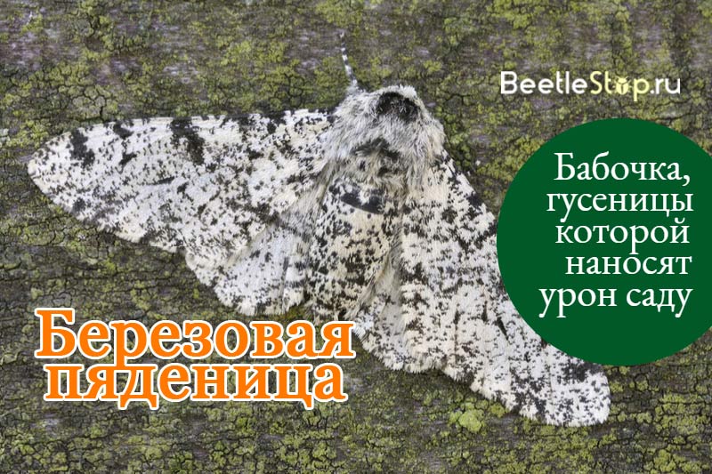 Birch moth