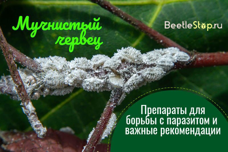 mealybug