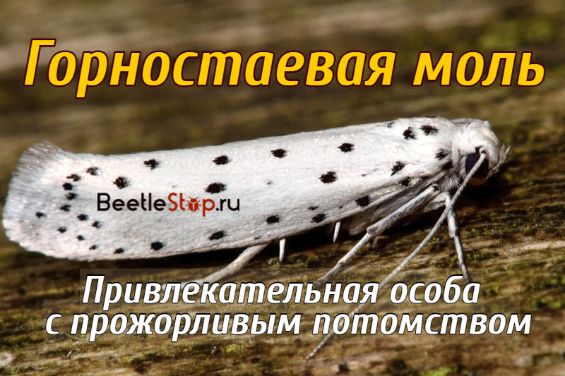 Ermine Moth