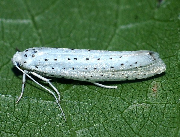 Ermine Moth