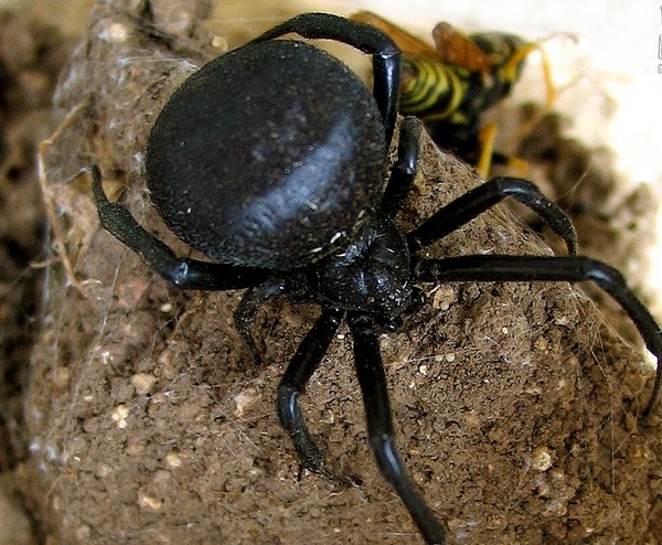 Spinne weiblich