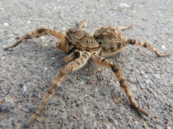 Südrussische Vogelspinne