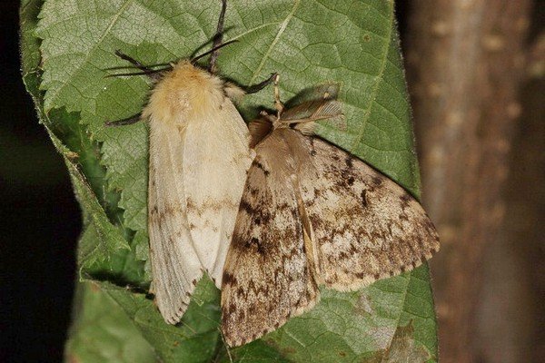 Ringed silkworm